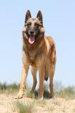 MALINOIS 720